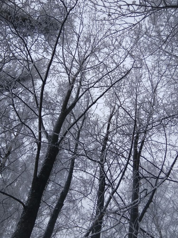 Winter forest