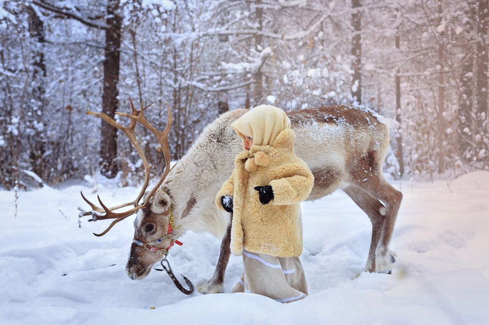Северный олень