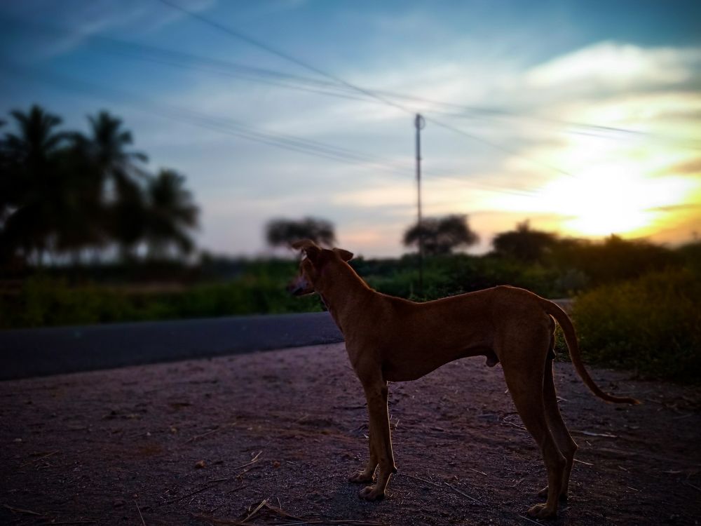 The dog and the street