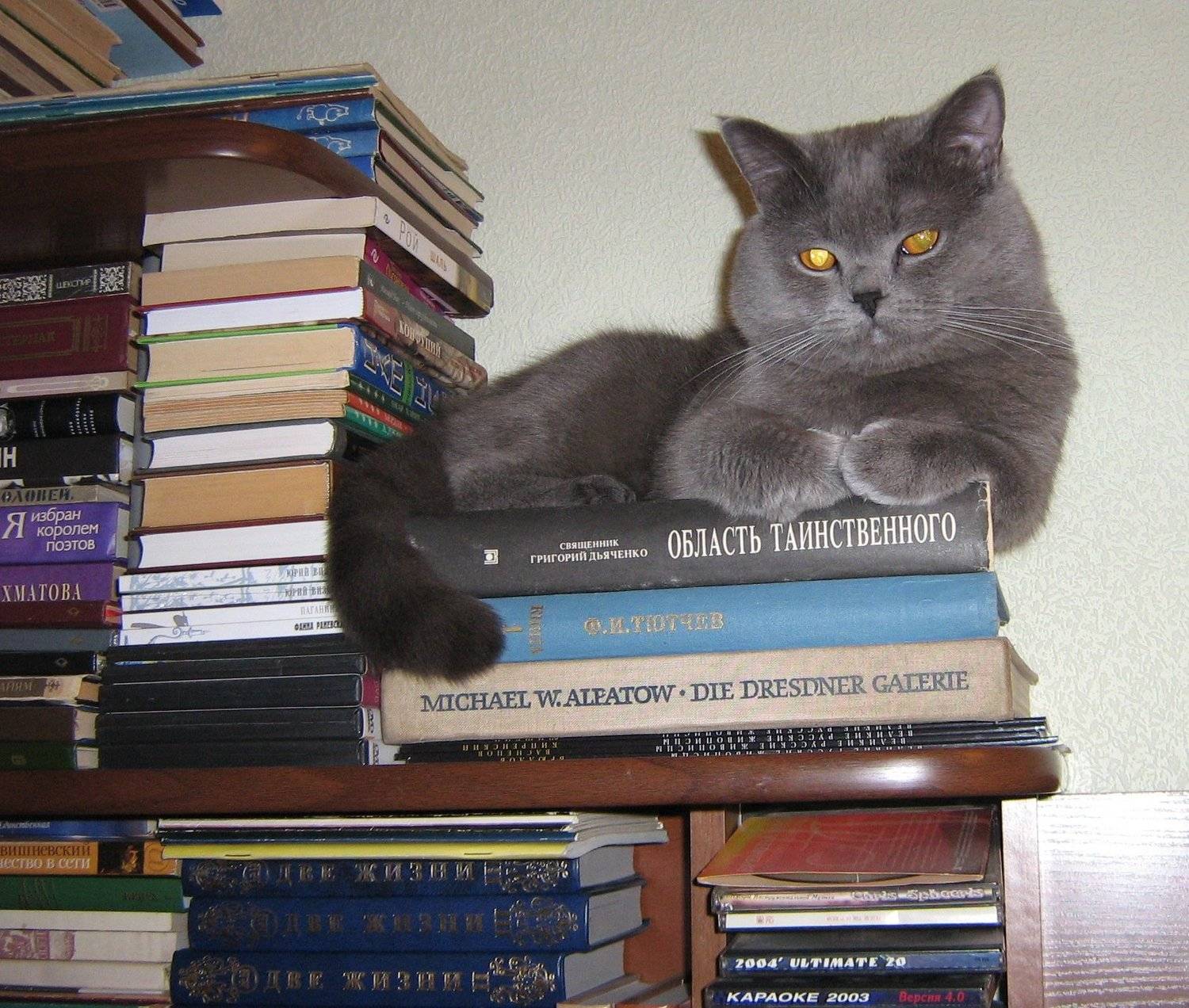 Кот ученый или Серж - любитель высот