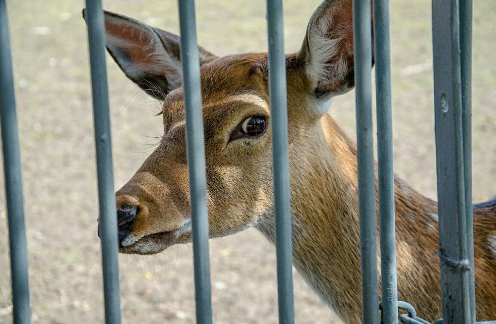 Оленья Джоконда.