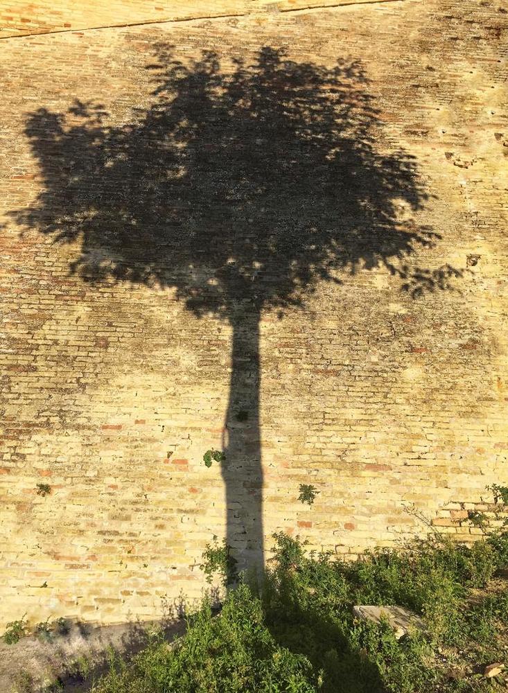 Тень от дерева на древней стене в Монтелупоне