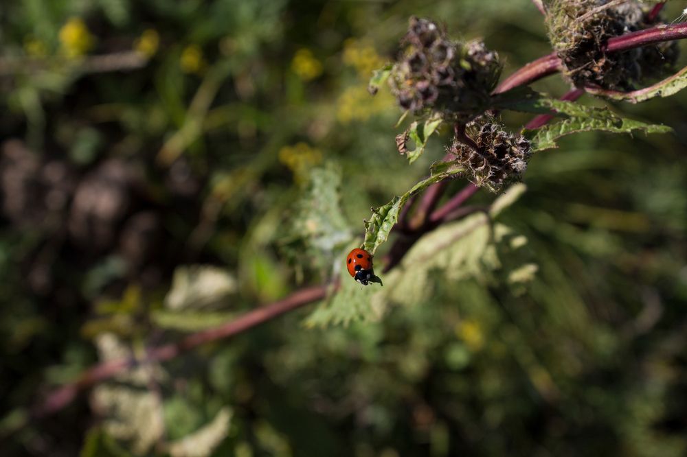 Красота в малом размере