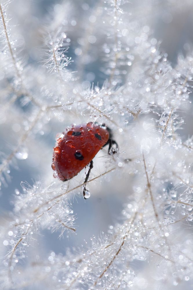 и не растерять на бегу бриллианты...