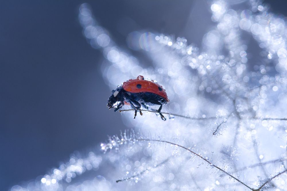 зимняя божья коровка
