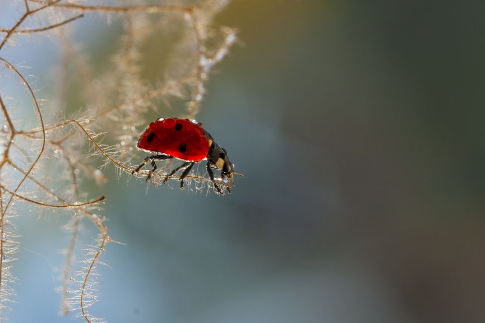перед стартом