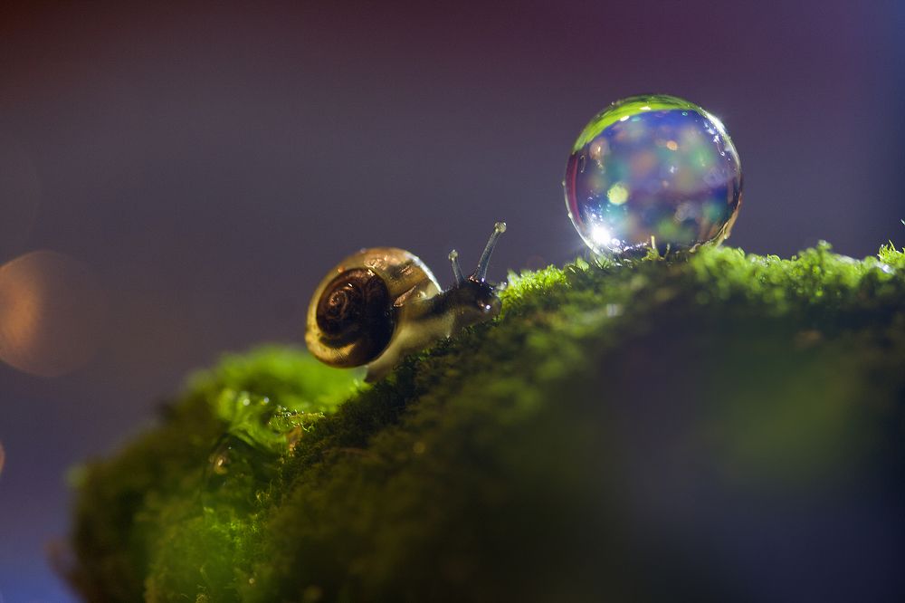 улитка-гадалка