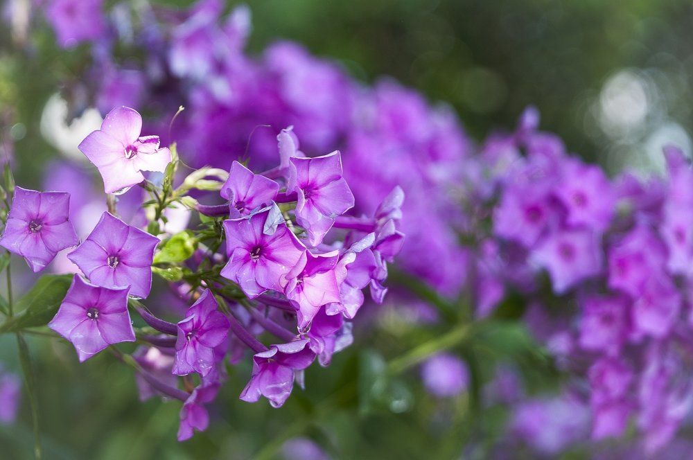 Photograph by Екатерина Гущина