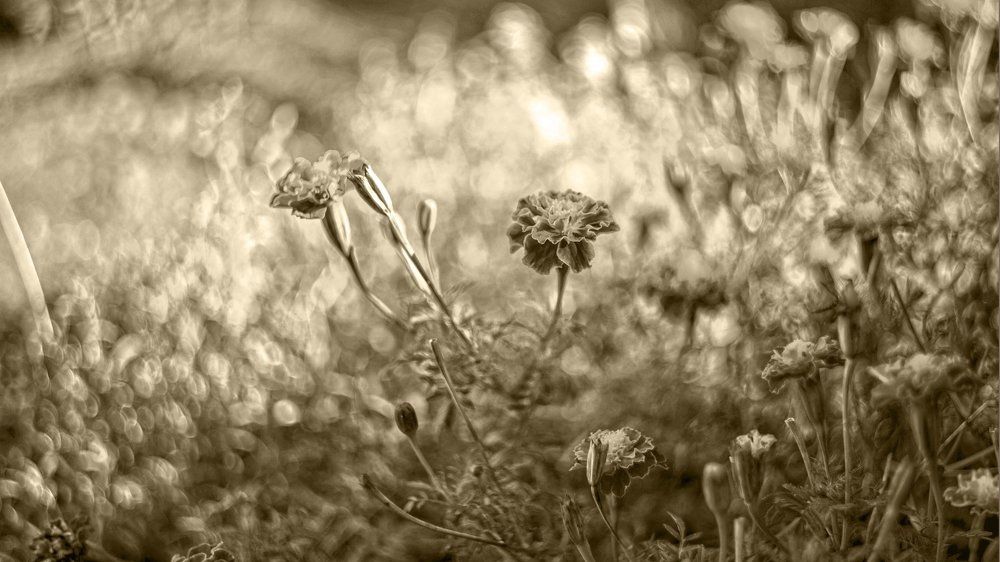 Photograph by Александр Дергаусов