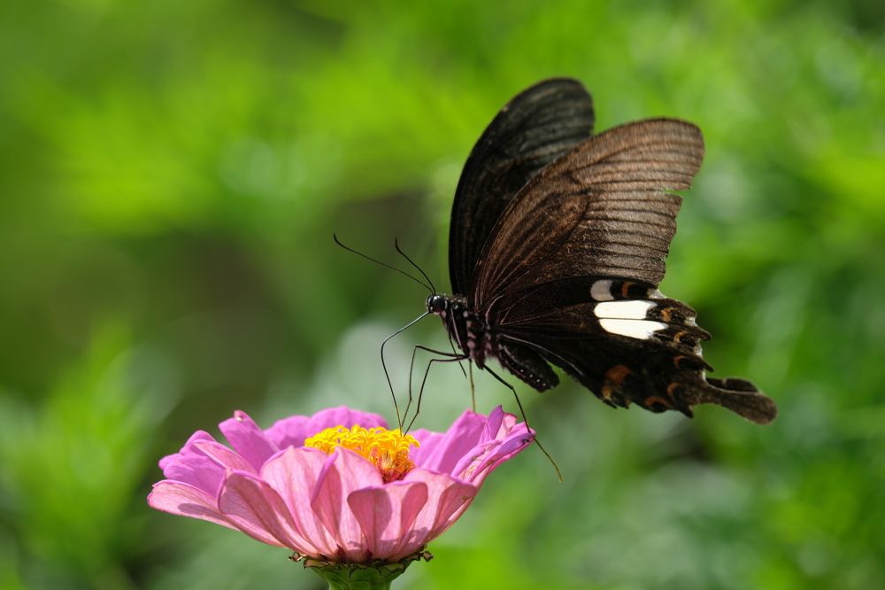 Photograph by Serg Pechenizhskiy