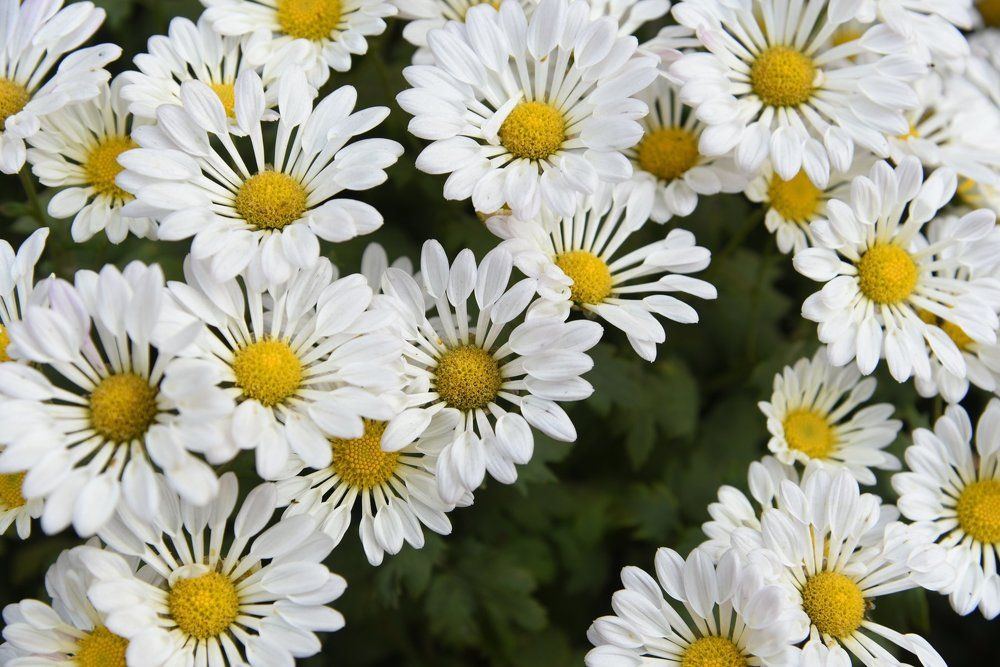 German chamomile