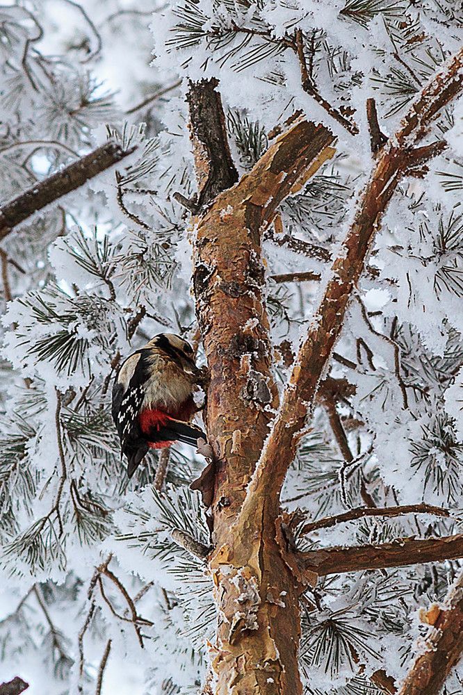 Чистильщик