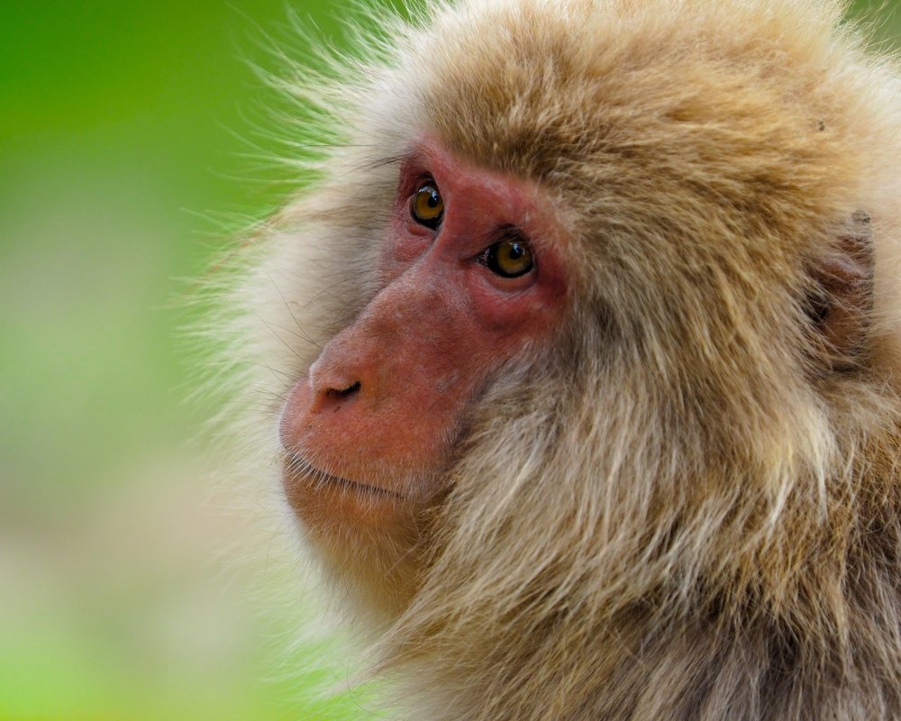 Японский макак