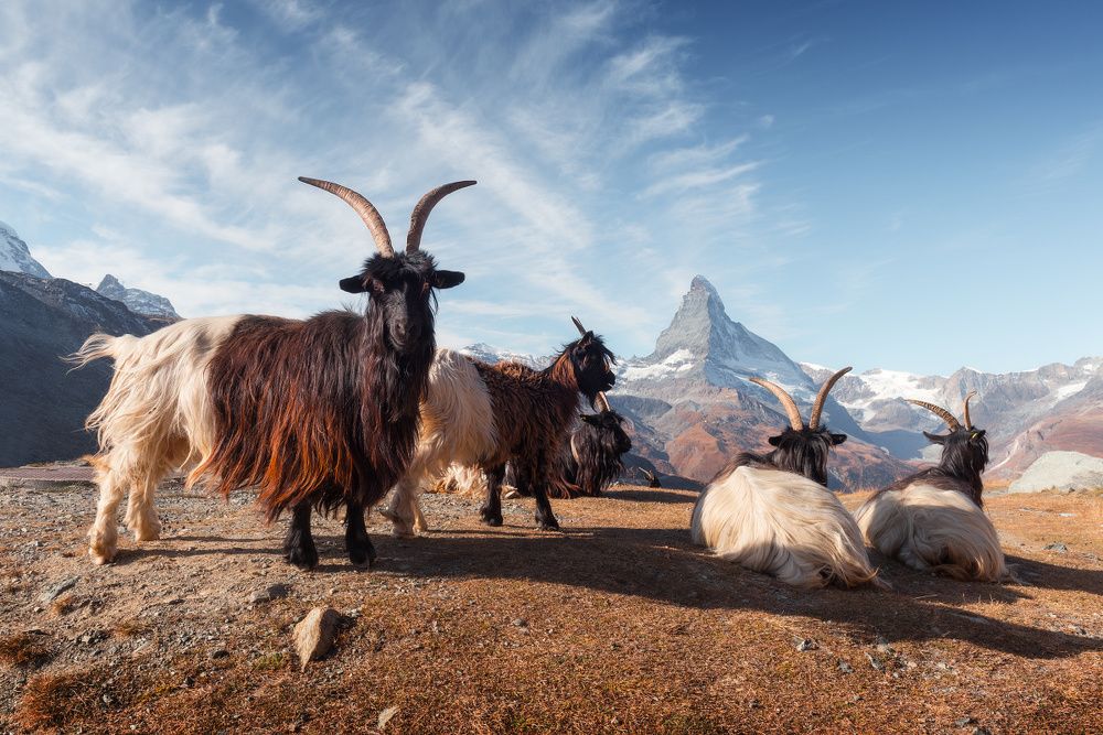 Про козлов и Маттерхорн