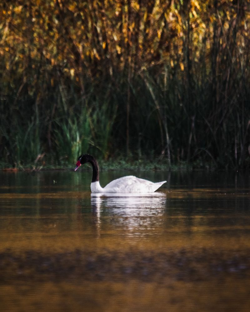 Cisne cuello negro