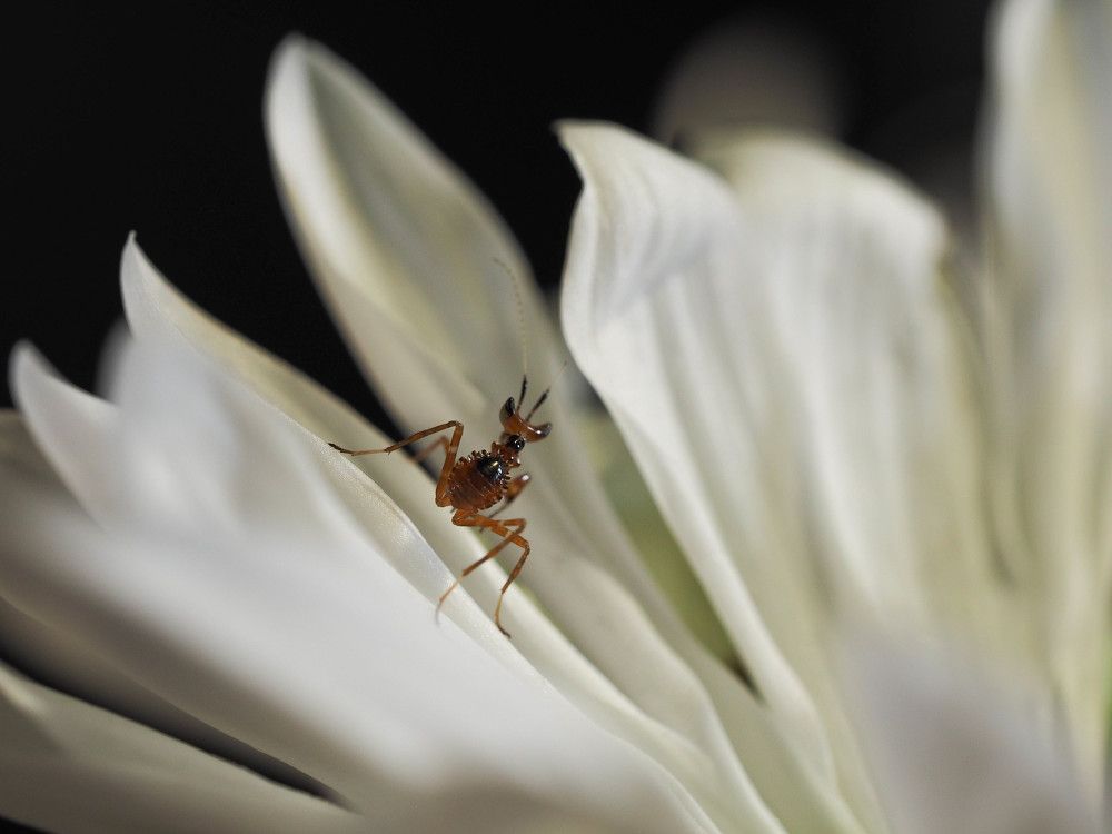 Детеныш богомола