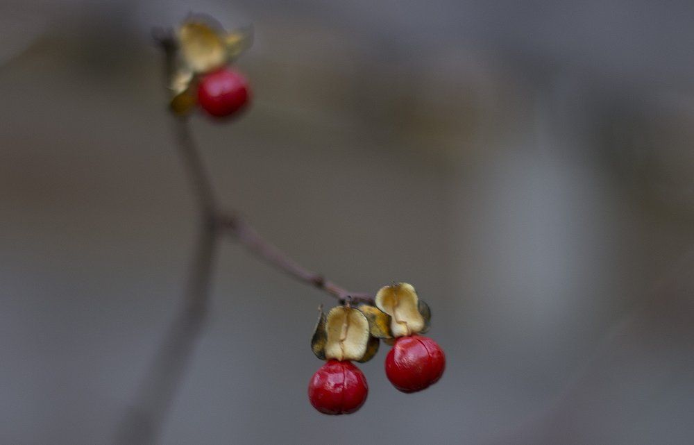 Цвет красный