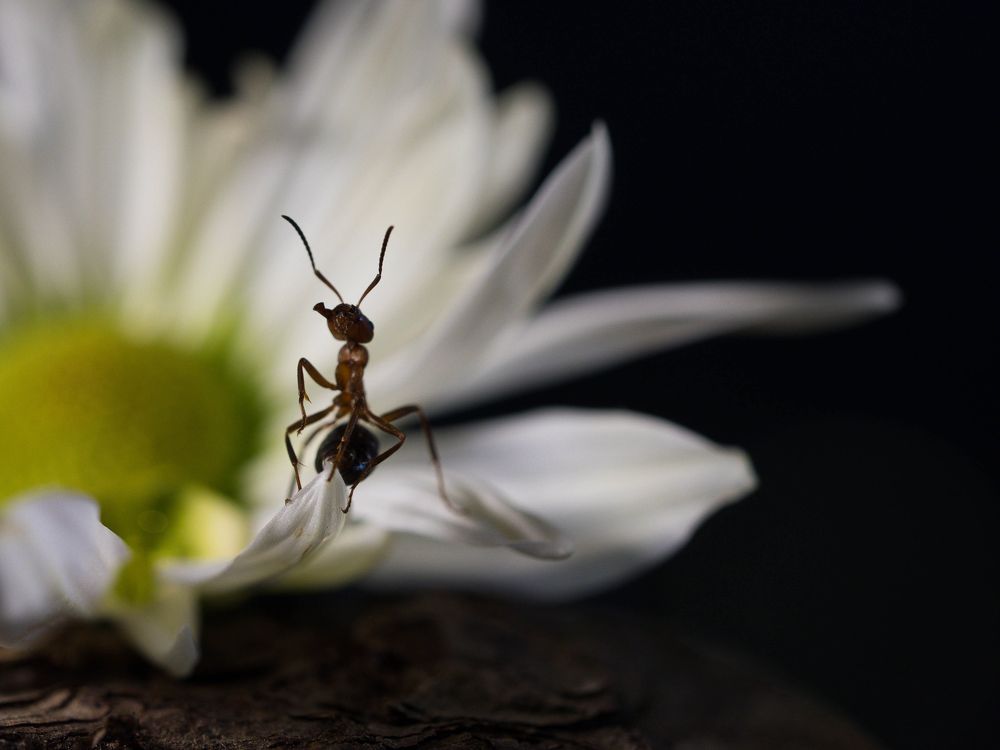 Любопытность