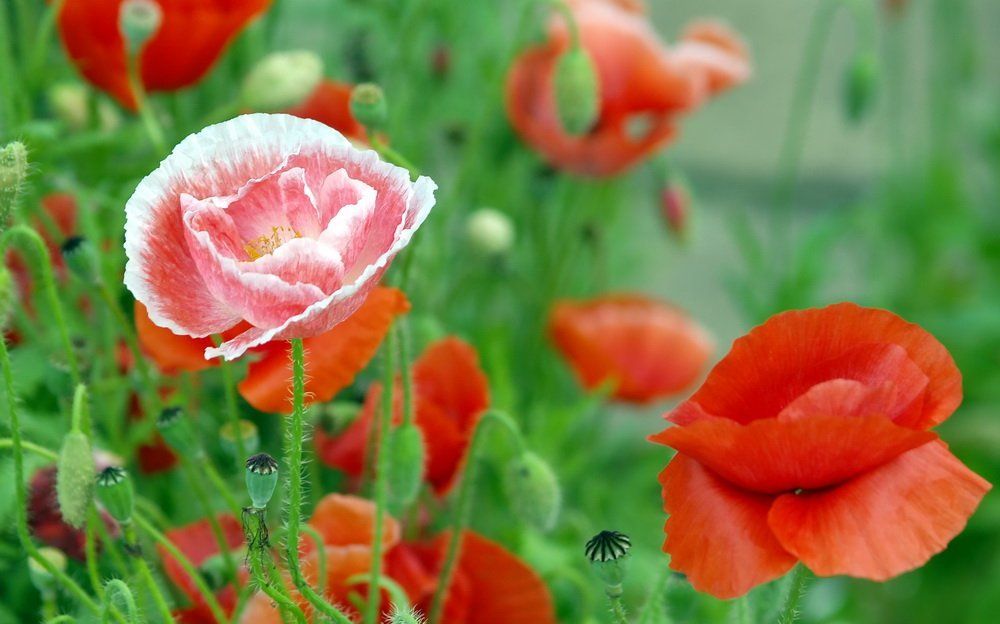 Маки полевые.