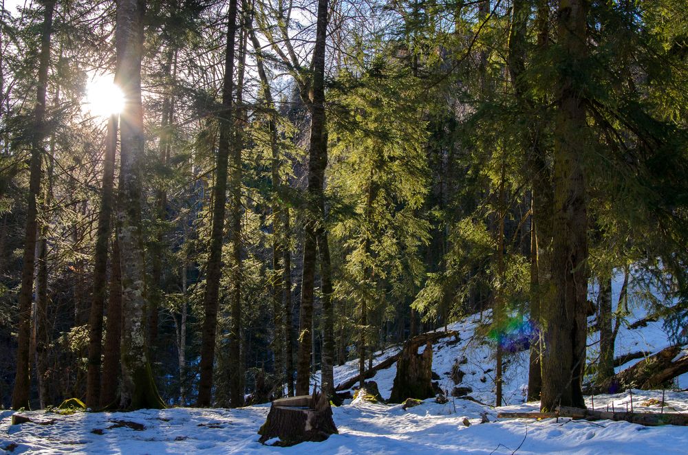 Сказочный лес