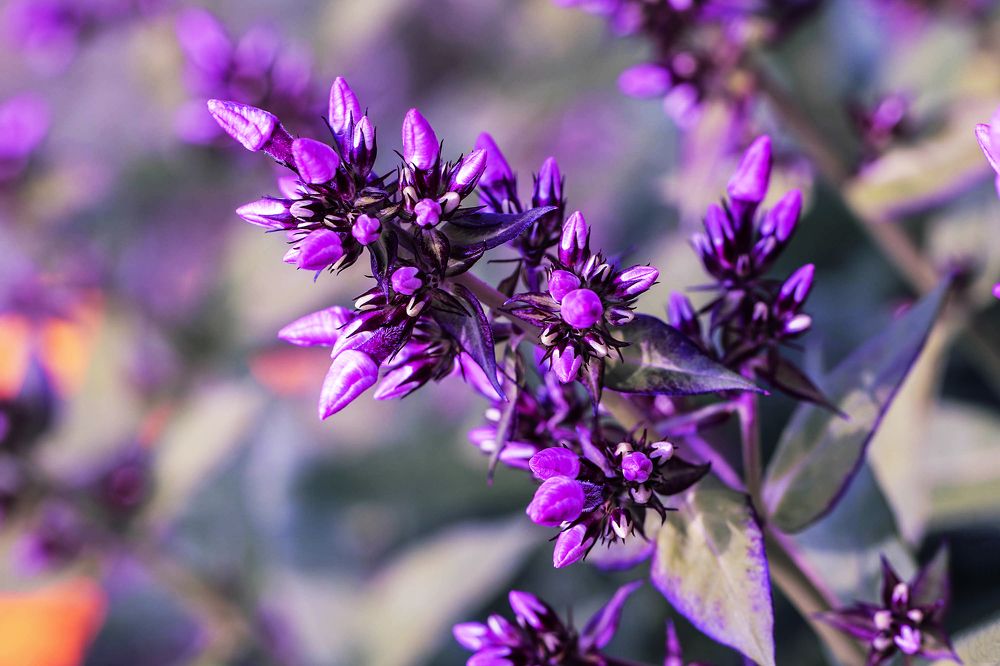 В сиреневом цвете