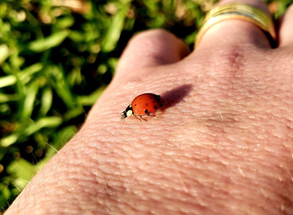 Ladybug on hand