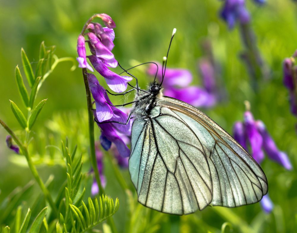 Боярышница