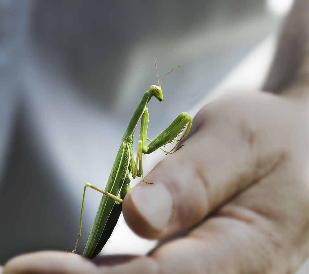 Храбрый богомол