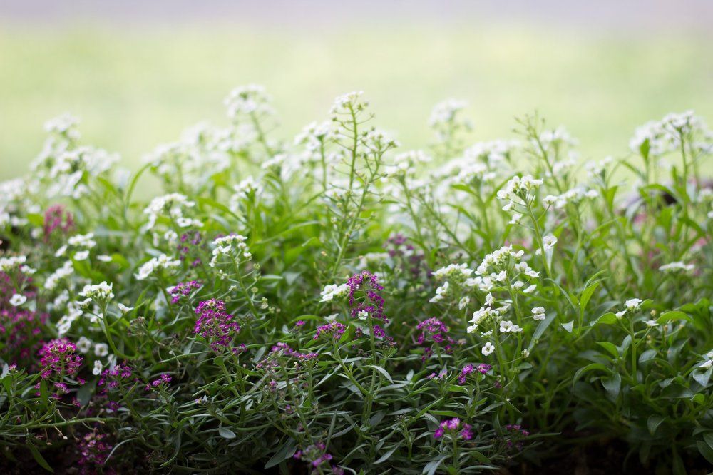 Цветочная поляна