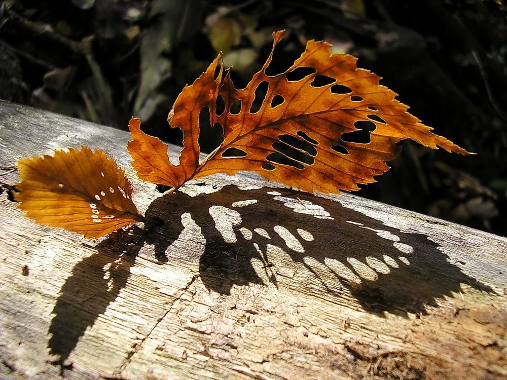 Бабочка -осень.