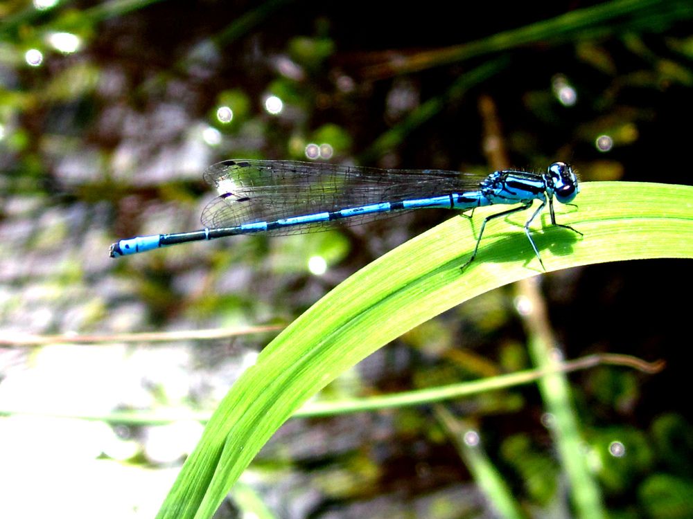 Photograph by Алина Лукащук