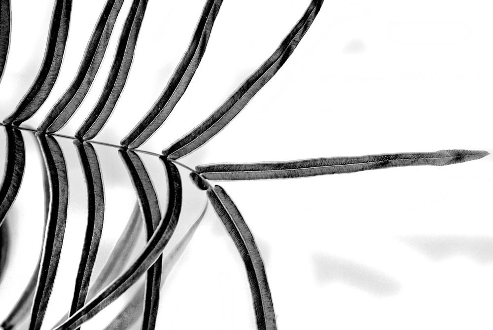 Hoja de helecho acúatico