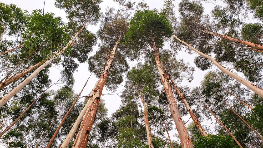 Trees View from Below