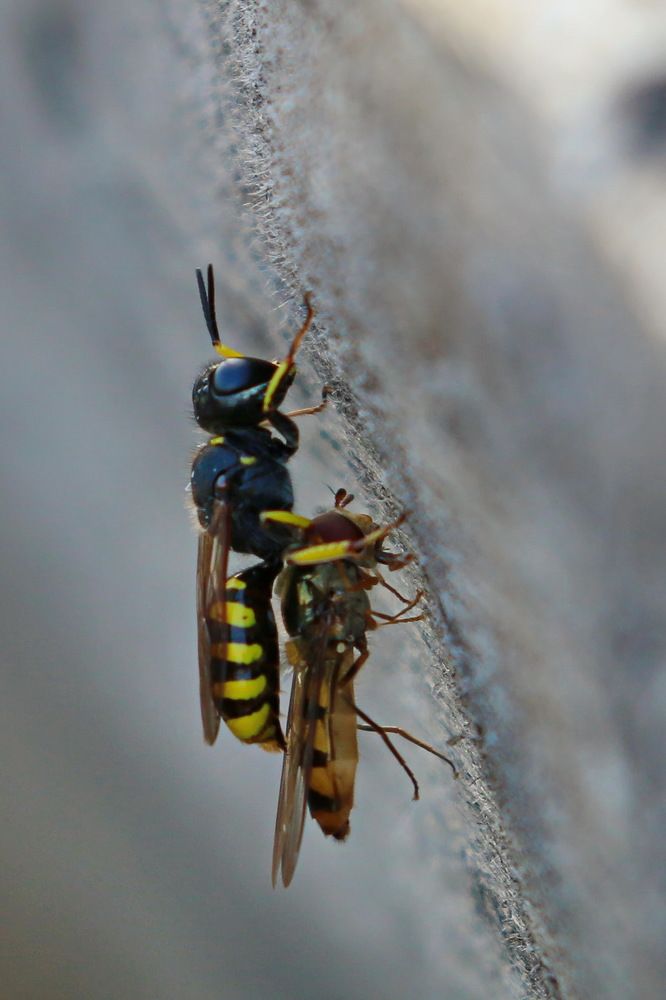 Песочная оса с добычей