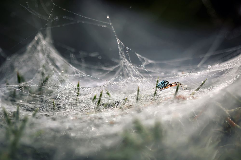 The kingdom of spiders