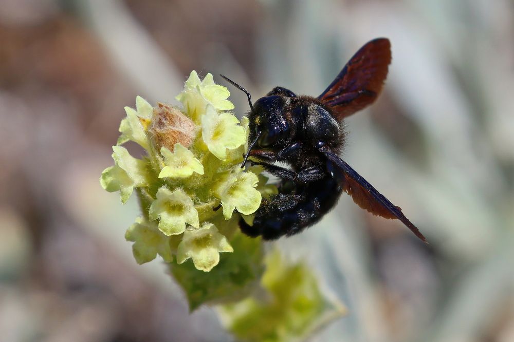 Пчела-плотник обыкновенная опыляет железницу крымскую