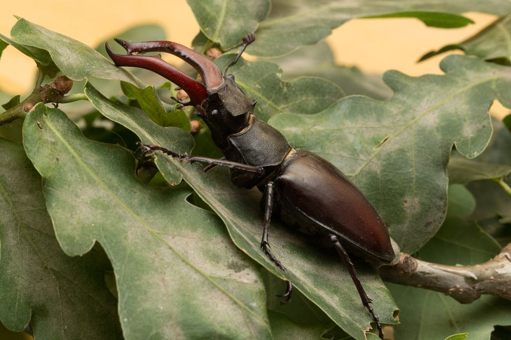 Photograph by Роман Дергунов