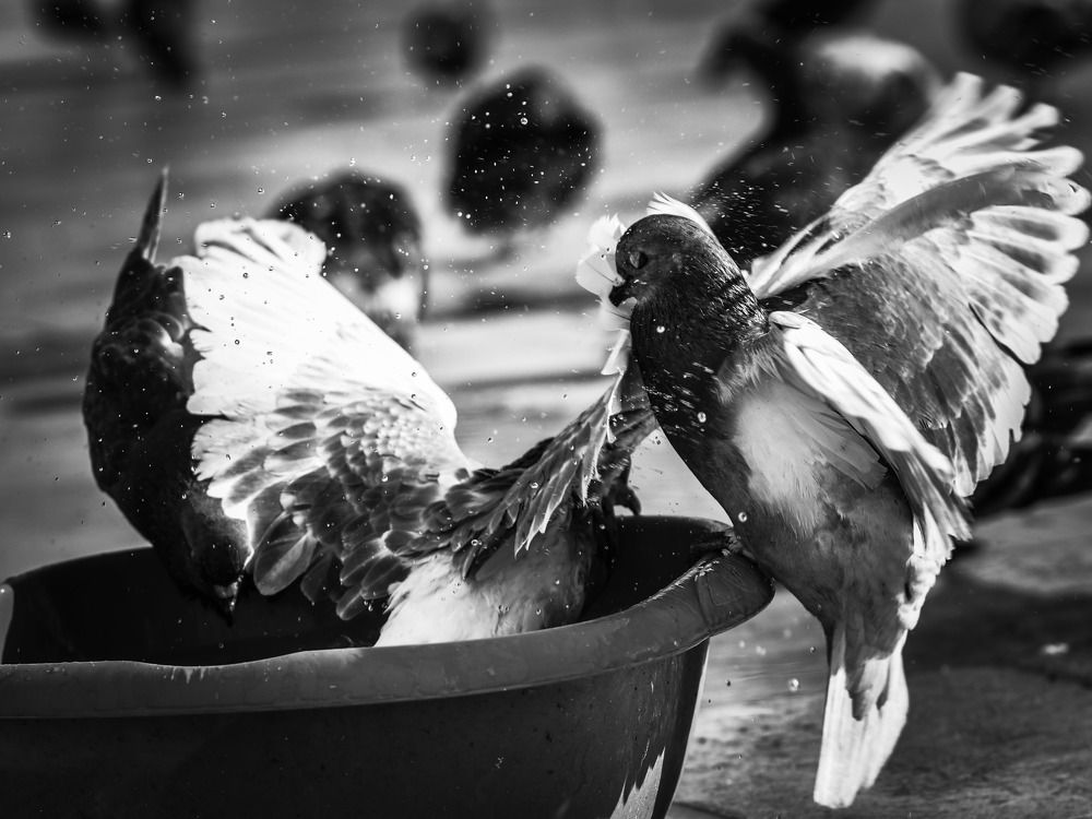 Photograph by Natalya  Kovalevskaya