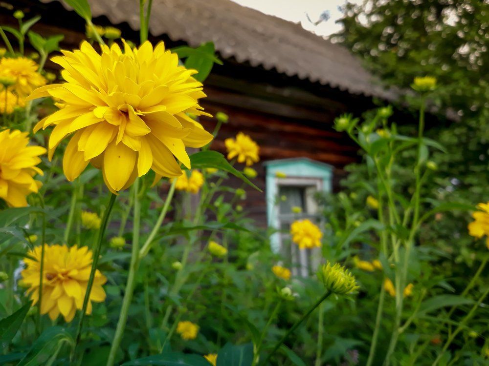 Цветы у дома