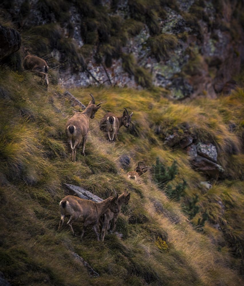 Дикие и непоколебимые
