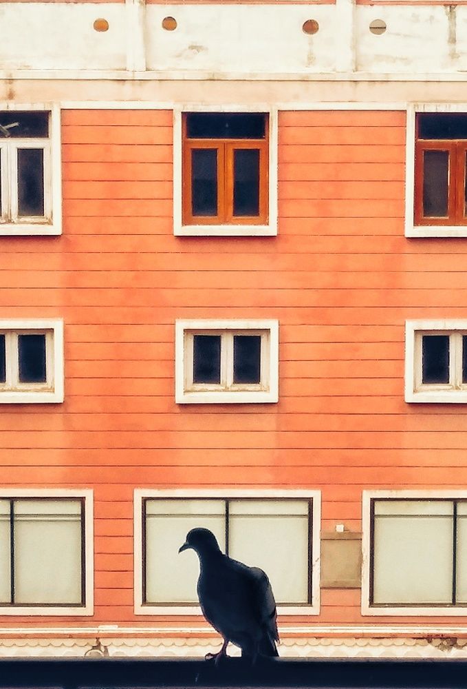 The bird