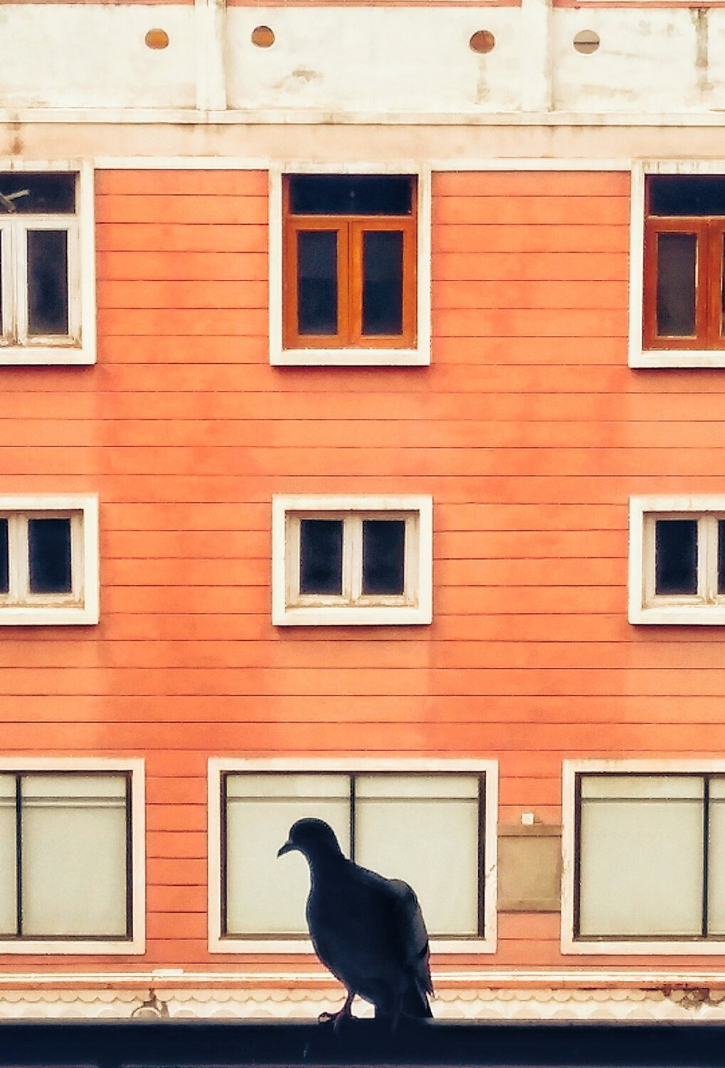 The bird