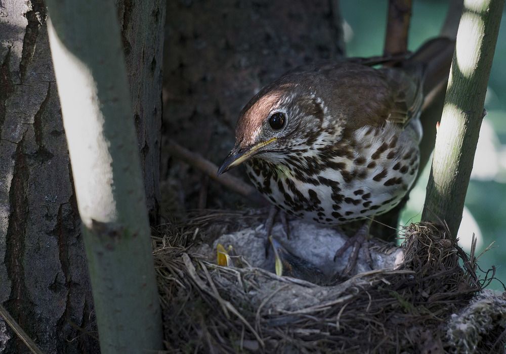 Счастливая мать