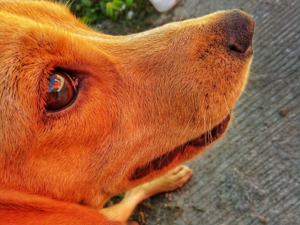 Sam