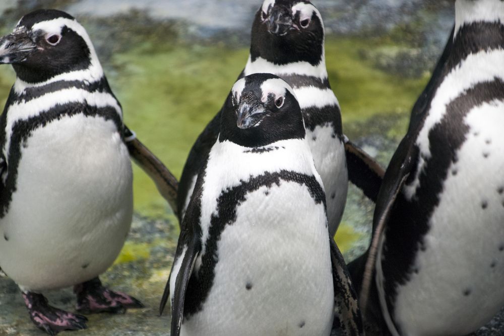 Пингвины