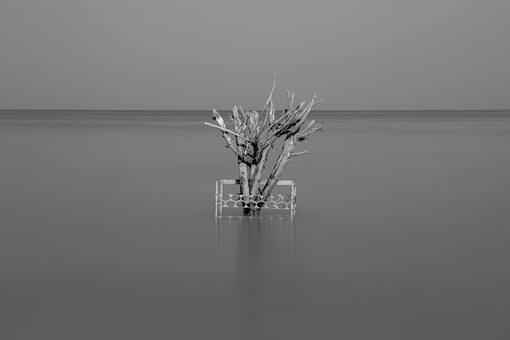 Dry Tree in the sea