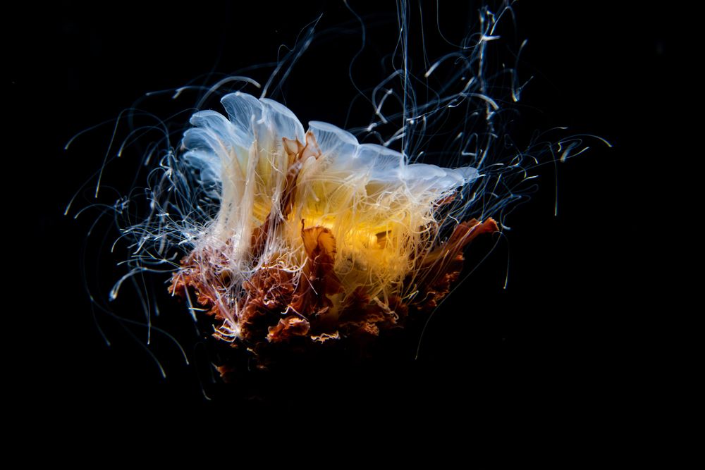 Photograph by Polishchuk Yuliia