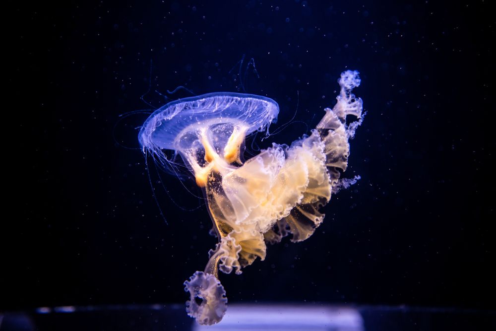 Photograph by Polishchuk Yuliia