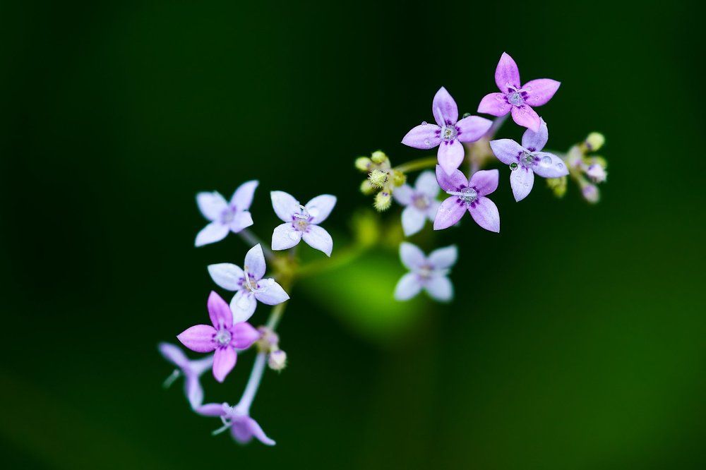 PURPLE FLOWERS