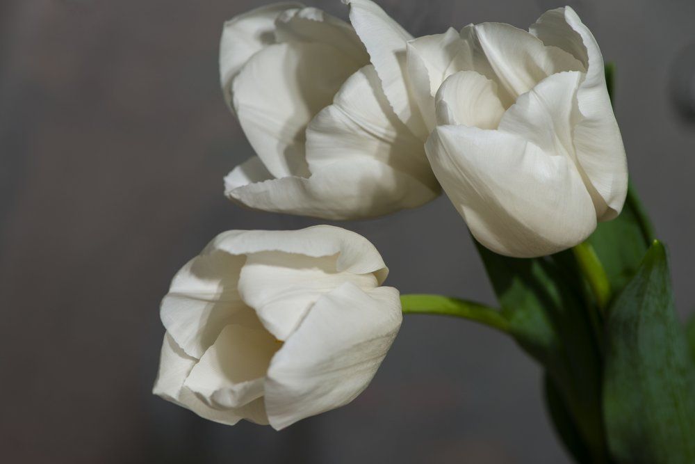 Пришла весна !